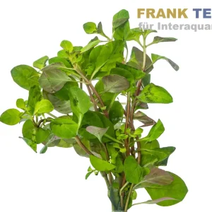 Spitzblättrige Ludwigie, Ludwigia arcuata, Bund Markenware